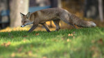 BB 14 0274 / Vulpes vulpes / Rødrev